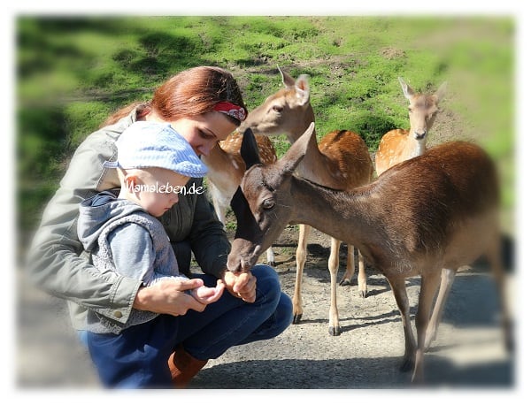 Zum ersten Mal im &quot;Wildpark Schwarze Berge&quot; mit Kind